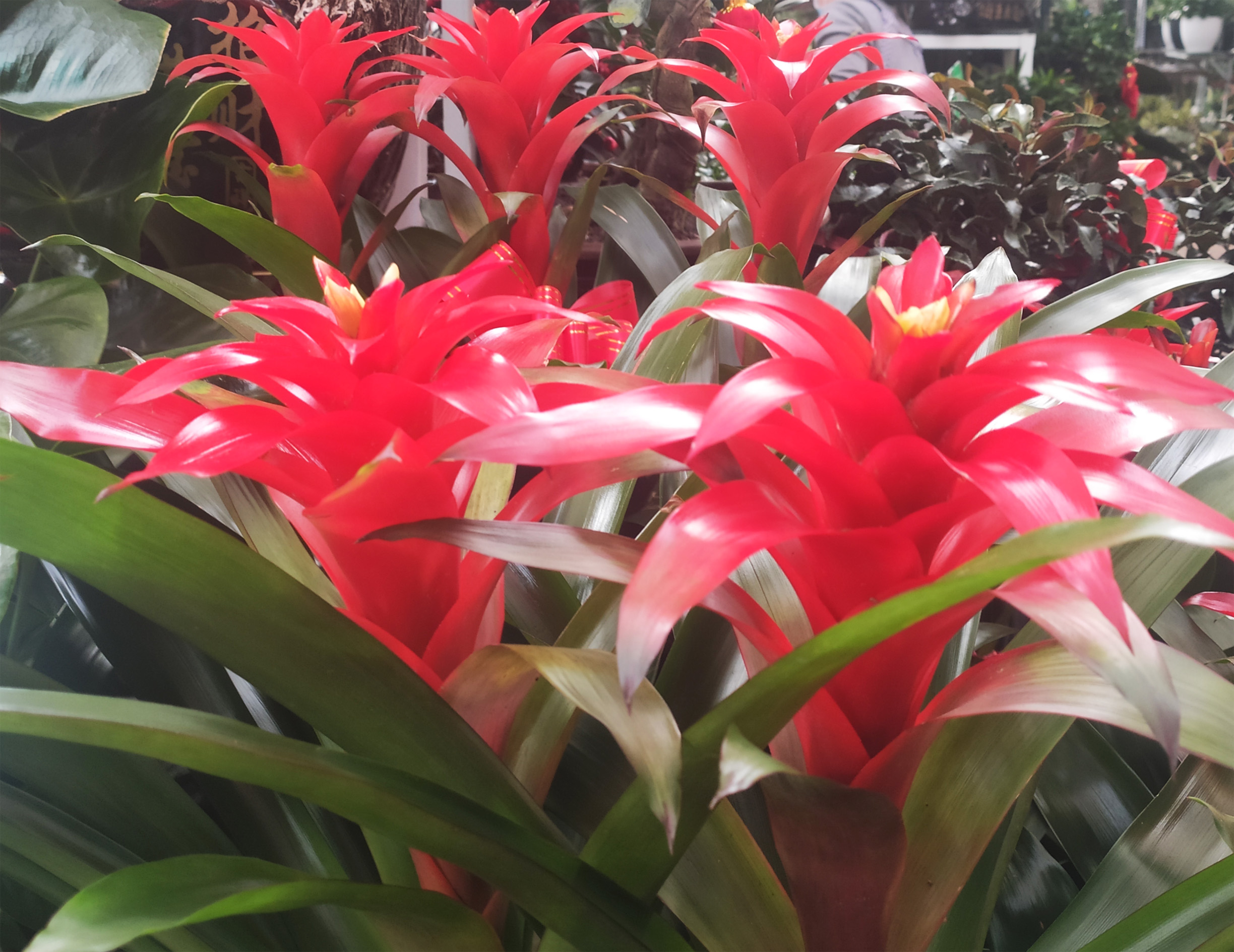植物鴻運當(dāng)頭